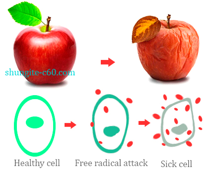 free radical cell attack